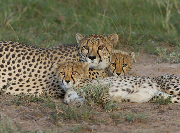 istock Cheetah family 121394887