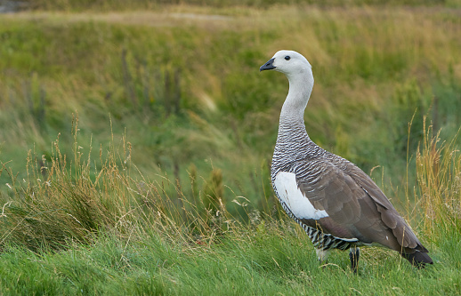 Wild Upland Goose in the beautiful scenery of Ushuaia in Patagonia region of Argentina in South America.