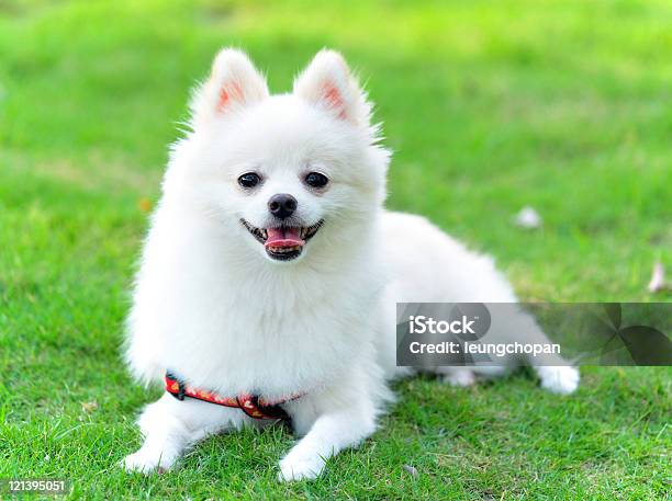 Pomeranian Stock Photo - Download Image Now - Animal, Animal Body Part, Animal Eye