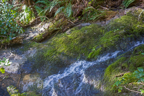 Close-up of mossy rocks in the Bayones River flowing through the Ucieda forest in Cabuerniga Valley, Cantabria., Spain.