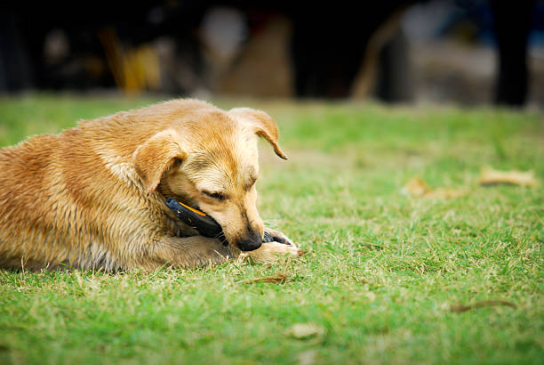 Loyal wolfdog looking away and lying on grass while spending time in meadow in evening