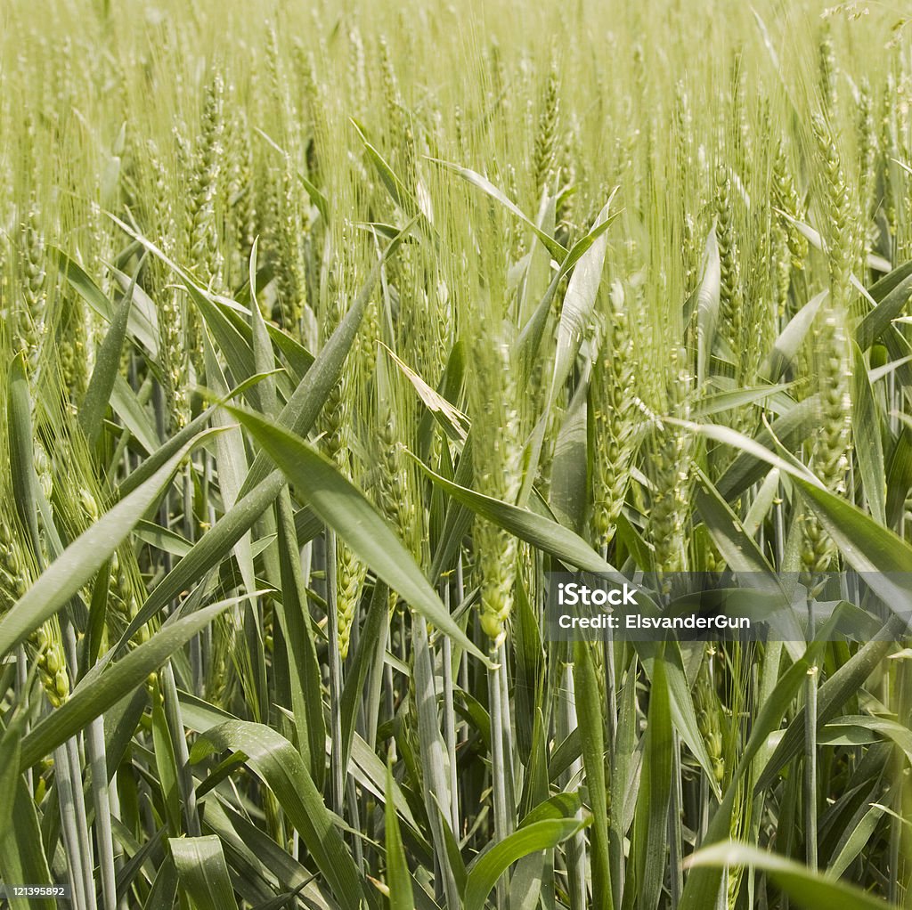 Campo de cebada - Foto de stock de Agricultura libre de derechos