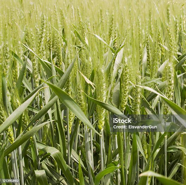 Campo De Cevada E - Fotografias de stock e mais imagens de Agricultura - Agricultura, Campo agrícola, Caule de planta