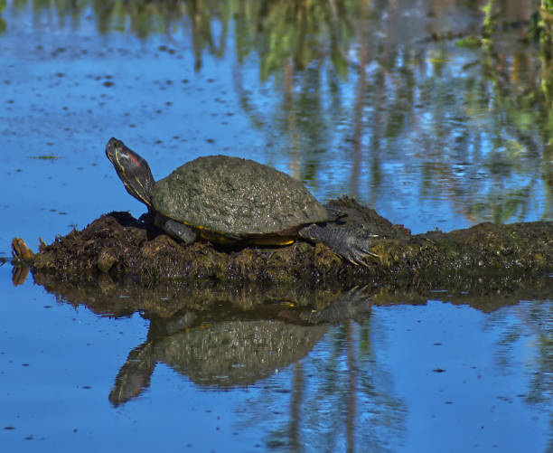 istock Turtle Sunning on a Rock in the Springtime 1213961581