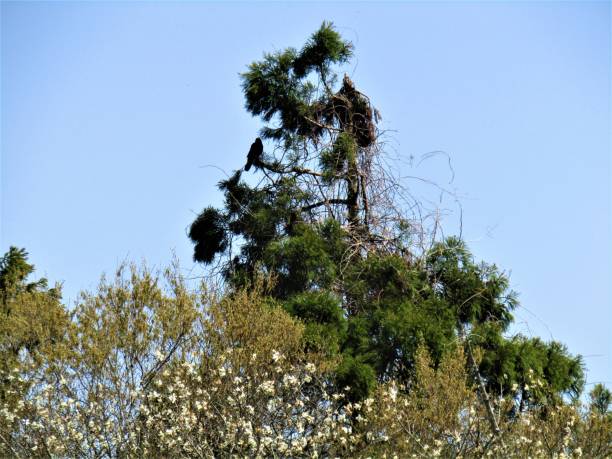 Japanese forest in middle of March. Wild magnolia tree and a pine tree.