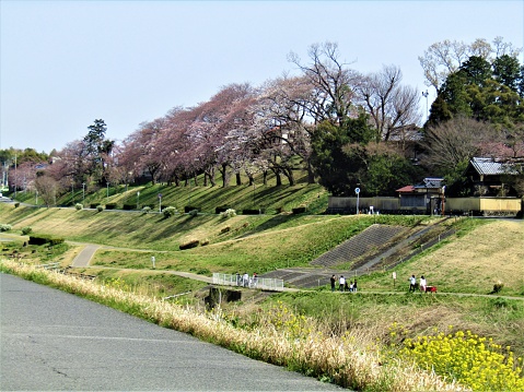 Japan. March. Unga, Nagareyama city. Everything is preparing for cherry blossom: sky, cherry trees, grass, and people.