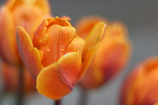 Multicoloured pastel tulips.
