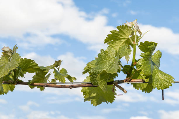 istock fresh vine shoots and leaves against blue sky with copy space 1213962728