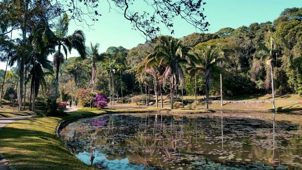 jardín botánico de la ciudad de sao paulo, brasil - jardín botánico fotografías e imágenes de stock