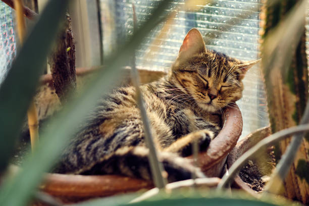 istock Cat sleeping in a vase with plants 1213966744