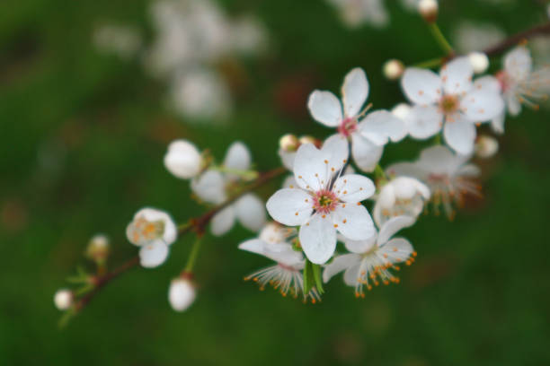 istock Beautiful white spring blossom tree over blur green background.  Springtime.  Cherry tree flowers on a branch. 1213966829