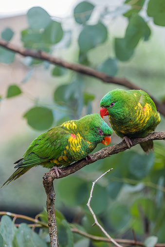 Portrait of a green cheek Conure pet bird in a domestic home.