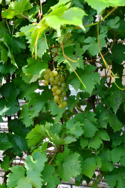 istock Green Color grapes 1213970759