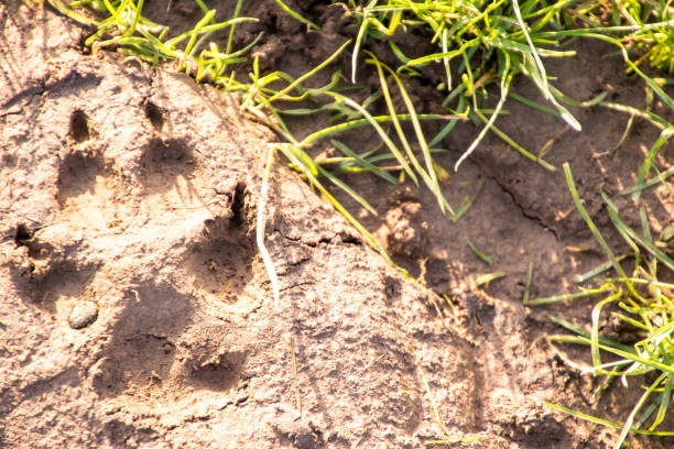 istock Countryside Mud Paw Print 1213971301