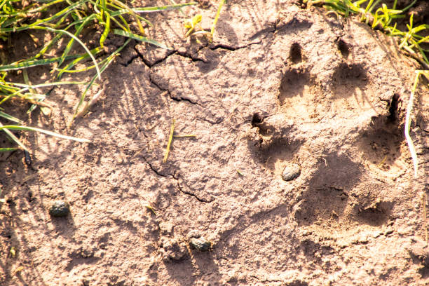 시골 진흙 발 인쇄 - paw print animal track dirt track 뉴스 사진 이미지