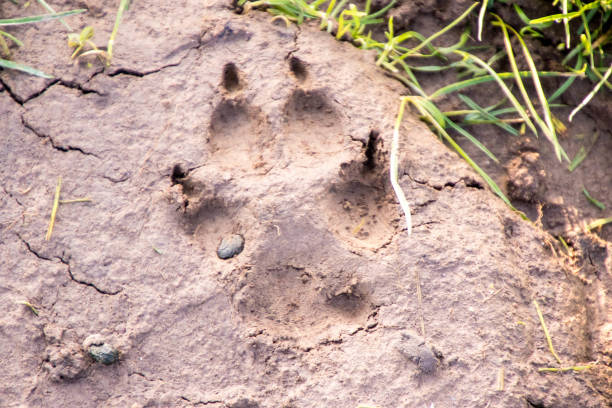 countryside mud paw print - paw print animal track dirt track fotografías e imágenes de stock