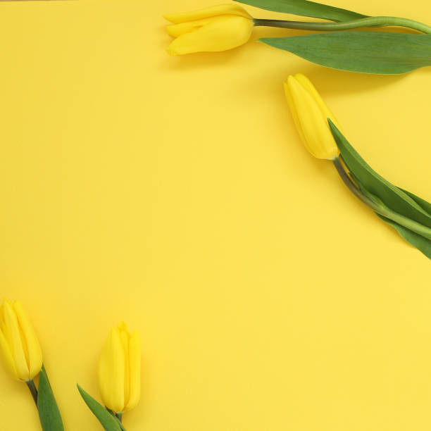 istock Spring yellow tulip flowers on yellow background. Floral composition, flat lay, top view, copy space 1213971885