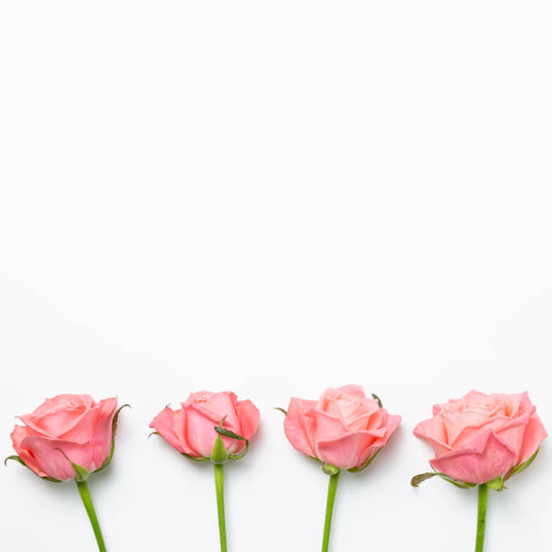 istock Pink rose flowers on white background. Floral composition, flat lay, top view, copy space 1213972435