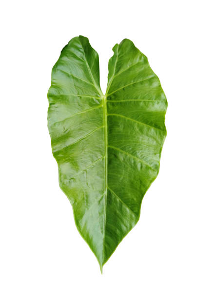 istock Single Fresh green leaf of Elephant ear (Colocasia) plant isolated on white background without shadow 1213972948