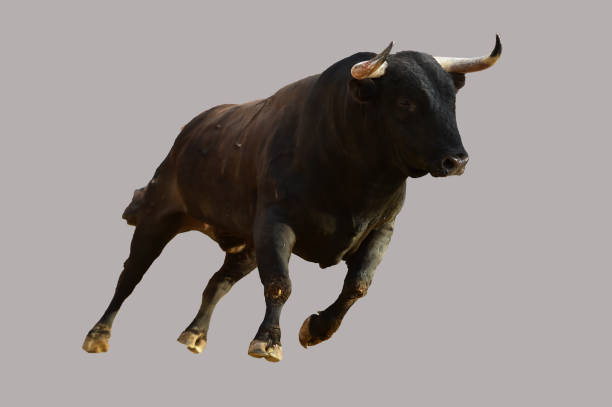 A furious bull with big horns A furious bull with big horns bull animal stock pictures, royalty-free photos & images
