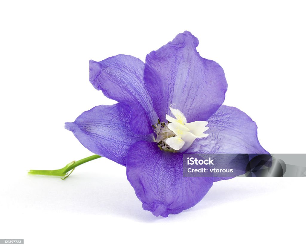 Violette Blüte - Lizenzfrei Blume Stock-Foto