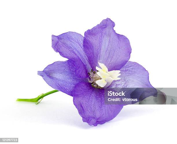 Violette Blüte Stockfoto und mehr Bilder von Blume - Blume, Delphinie, Baumblüte