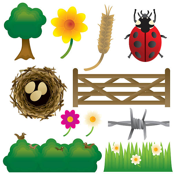 landschaft-grafiken - ladybug wheat nature insect stock-grafiken, -clipart, -cartoons und -symbole