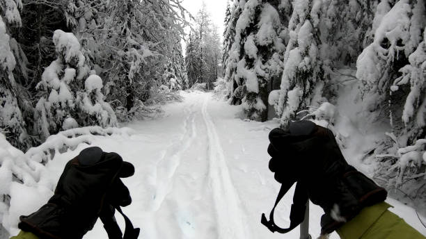 Track runs between layers of forest and snow