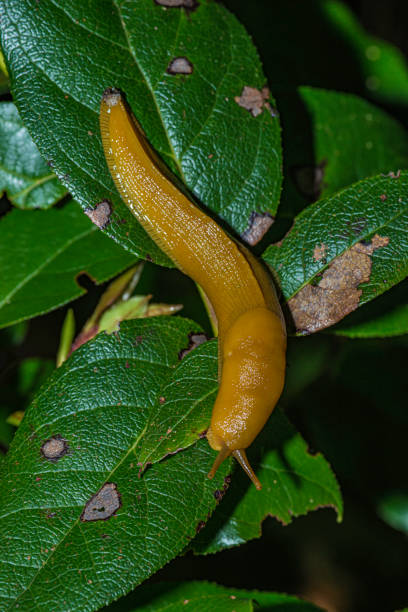 Banana Slug are Mollusks, which means they are soft-bodied with no visible skeleton. They also belong to the class Gastropoda, which can be recognized by having a muscular foot, a mantle with a cavity, a meaty hump on their back, and a radula or sand-paper-like grinding mouth parts. They are Pulmonates, which means they have a small lung inside their bodies which opens to the outside with a pneumostone. banana slug son moluscos, lo que significa que son de cuerpo suave sin esqueleto visible. también pertenecen a la clase gastropoda, que puede ser reconocida por tener un pie musculoso, un manto con una cavidad, una joroba carnosa en la espalda, y una radu