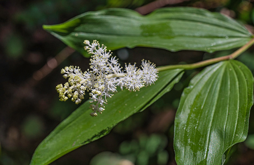 Maianthemum racemosum (treacleberry, feathery false lily of the valley, false Solomon's seal, Solomon's plume or false spikenard; syn. Smilacina racemosa, Prairie Creek Redwood State Park;