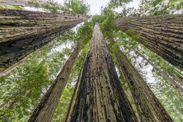 sequoia sempervirens è l'unica specie vivente del genere sequoia della famiglia delle cupressaceae ( precedentemente trattata nelle taxodiaceae). i nomi comuni includono sequoia costiera, sequoia californiana e sequoia gigante.  del norte coast redwoods s - redwood sequoia california redwood national park foto e immagini stock