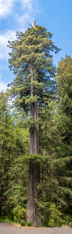 Coast Redwood Tree, Sequoia sempervirens is the sole living species of the genus Sequoia in the cypress family Cupressaceae (formerly treated in Taxodiaceae. Jedediah Smith Redwood State Park; understory of ferns.