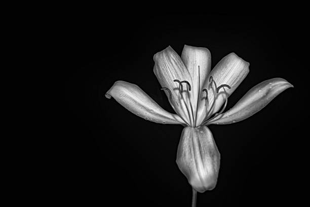 istock big white tropical flower  with black and white filter effect 1213982113