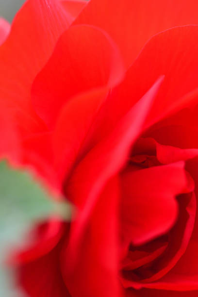 istock Begonia Flowers: Close-up Photograph 1213982423