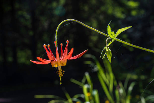 Aquilegia formosa, Crimson Columbine, Western Columbine, or Red Columbine is a common and attractive wildflower native to western North America, from Alaska to Baja California, and eastward to Montana and Wyoming. Ranunculaceae aquilegia formosa, crimson columbine, western columbine o red columbine es una flor silvestre común y atractiva nativa del oeste de américa del norte, desde alaska hasta baja california, y hacia el este hasta montana y wyoming. ranunculaceae