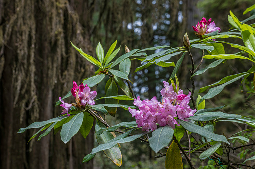 Rhododendron macrophyllum, the Pacific Rhododendron, Coast Rhododendron or Big Leaf Rhododendron, is a broadleaf evergreen rhododendron species native to western North America. Sequoia sempervirens is the sole living species of the genus Sequoia in the cypress family Cupressaceae (formerly treated in Taxodiaceae). Common names include coast redwood, California redwood, and giant redwood.  Prairie Creek Redwoods State Park; Redwood  National Park