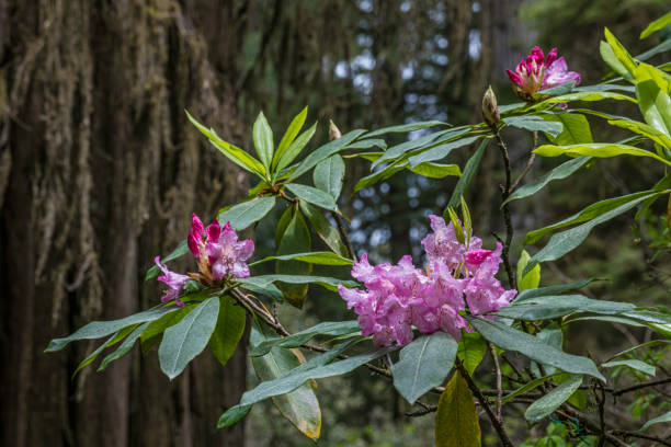 Rhododendron macrophyllum, the Pacific Rhododendron, Coast Rhododendron or Big Leaf Rhododendron, is a broadleaf evergreen rhododendron species native to western North America. Sequoia sempervirens is the sole living species of the genus Sequoia in the cy Rhododendron macrophyllum, the Pacific Rhododendron, Coast Rhododendron or Big Leaf Rhododendron, is a broadleaf evergreen rhododendron species native to western North America. Sequoia sempervirens is the sole living species of the genus Sequoia in the cypress family Cupressaceae (formerly treated in Taxodiaceae). Common names include coast redwood, California redwood, and giant redwood.  Prairie Creek Redwoods State Park; Redwood  National Park sequoia sempervirens stock pictures, royalty-free photos & images