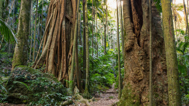 istock rainforest jungle Australia Springbrook nature in beauty with sunlight 1213985728
