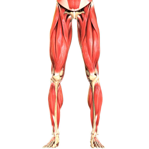 istock Human Body Muscular System Anatomy 1213986112