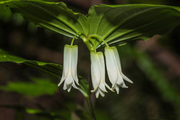 Prosartes smithii or Disporum smithii is a North American species of flowering plants known by the common name largeflower fairybells or Smith's fairybells. It is native to western North America Prairie Creek Redwood State Park; Liliaceae prosartes smithii o disporum smithii es una especie norteamericana de plantas con flores conocida por el nombre común de las campanillas de flores grandes o las campanillas de smith. es nativa del oeste de américa del norte prairie creek redwood state pa