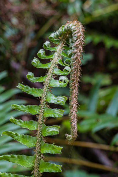 Polystichum munitum, the western swordfern, is an evergreen fern native to western North America, where it is one of the most abundant ferns. Prairie Creek Redwood State Park; Dryopteridaceae. New growth at the end of the fron. Fiddlehead. polystichum munitum, el helecho occidental, es un helecho perenne nativo del oeste de américa del norte, donde es uno de los helechos más abundantes. parque estatal prairie creek redwood; dryopteridaceae. nuevo crecimiento al final de la fron. fiddlehead