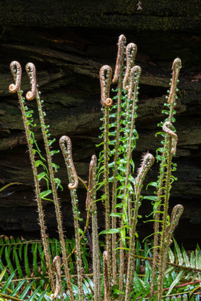 Polystichum munitum, the western swordfern, is an evergreen fern native to western North America, where it is one of the most abundant ferns. Prairie Creek Redwood State Park; Dryopteridaceae. New growth at the end of the fron. Fiddlehead. polystichum munitum, el helecho occidental, es un helecho perenne nativo del oeste de américa del norte, donde es uno de los helechos más abundantes. parque estatal prairie creek redwood; dryopteridaceae. nuevo crecimiento al final de la fron. fiddlehead