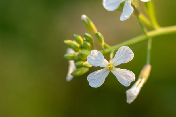 istock Beautiful white flower on green blur field 1213987827