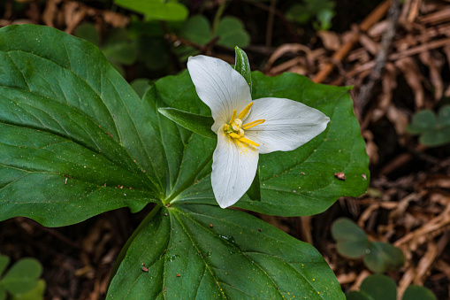Trillium ovatum, the Pacific trillium, also known as the western wakerobin, western white trillium, or western trillium, is a species of flowering plant in the family Melanthiaceae. Prairie Creek Redwood State Park;