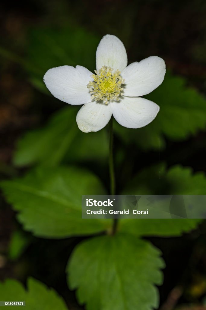 Anemone deltoidea is a species of flowering plant in the buttercup family known by the common names Columbian windflower and western white anemone. Prairie Creek Redwood State Park; Ranunculaceae Botany Stock Photo