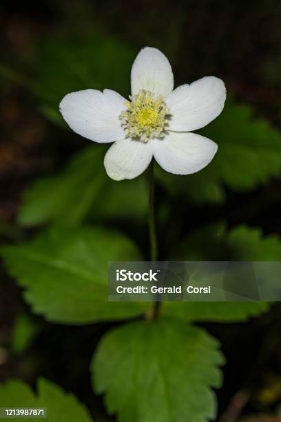 Anemone Deltoidea Is A Species Of Flowering Plant In The Buttercup Family Known By The Common Names Columbian Windflower And Western White Anemone Prairie Creek Redwood State Park Ranunculaceae Stock Photo - Download Image Now