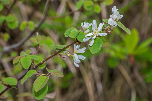 Amelanchier utahensis, the Utah serviceberry, is a shrub or small tree native to western North America. This serviceberry grows in varied habitats, from scrubby open slopes to woodlands and forests. Jedediah Smith Redwood State Park; Rosaceae