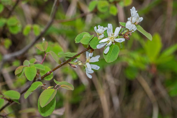 amelanchier utahensis, сервисная ягода штата юта, является кустарником или небольшим деревом, родом из западной части северной америки. эта сервисная - scrubby стоковые фото и изображения