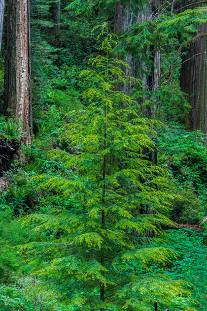 Tsuga heterophylla, the western hemlock, is a species of hemlock native to the west coast of North America, with its northwestern limit on the Kenai Peninsula, Alaska, and its southeastern limit in northern Sonoma County, California. Western hemlock forms ectomycorrhizal associations with some well-known edible fungi such as chanterelles (Cantharellus formosus, C. subalbidus, and Craterellus tubaeformis. tsuga heterophylla, el hemlock occidental, es una especie de hemlock nativa de la costa oeste de américa del norte, con su límite noroeste en la península de kenai, alaska, y su límite sureste en el norte del condado de sonoma, california. formas de he