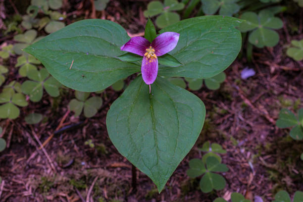 Trillium ovatum, the Pacific trillium, also known as the western wakerobin, western white trillium, or western trillium, is a species of flowering plant in the family Melanthiaceae. Prairie Creek Redwood State Park; trillium ovatum, el trilio del pacífico, también conocido como la wakerobina occidental, trilio blanco occidental, o trilio occidental, es una especie de planta con flores en la familia melanthiaceae. parque estatal prairie creek redwood;